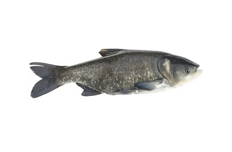 margasis placiakaktis izuvinimui.png
