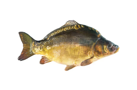 karpis 1.png