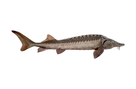 Sibirinis ersketas izuvinimui.png