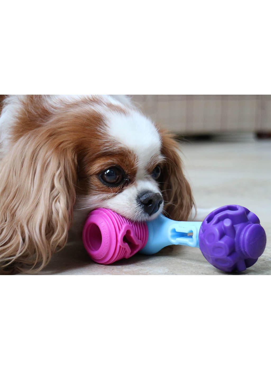 k9 connectables starter pack