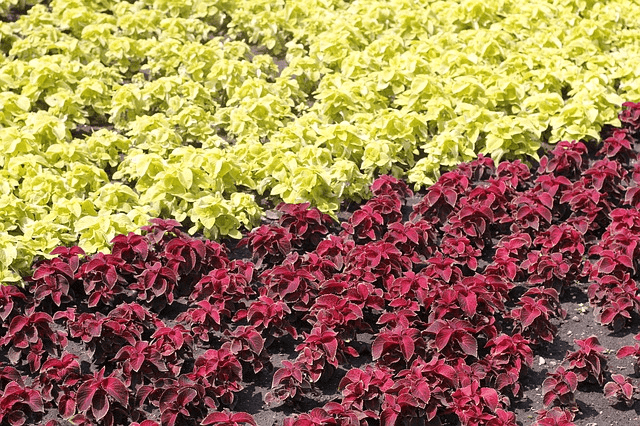 Blumenbeet.gif