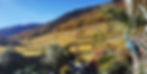 vignes automne.jpg