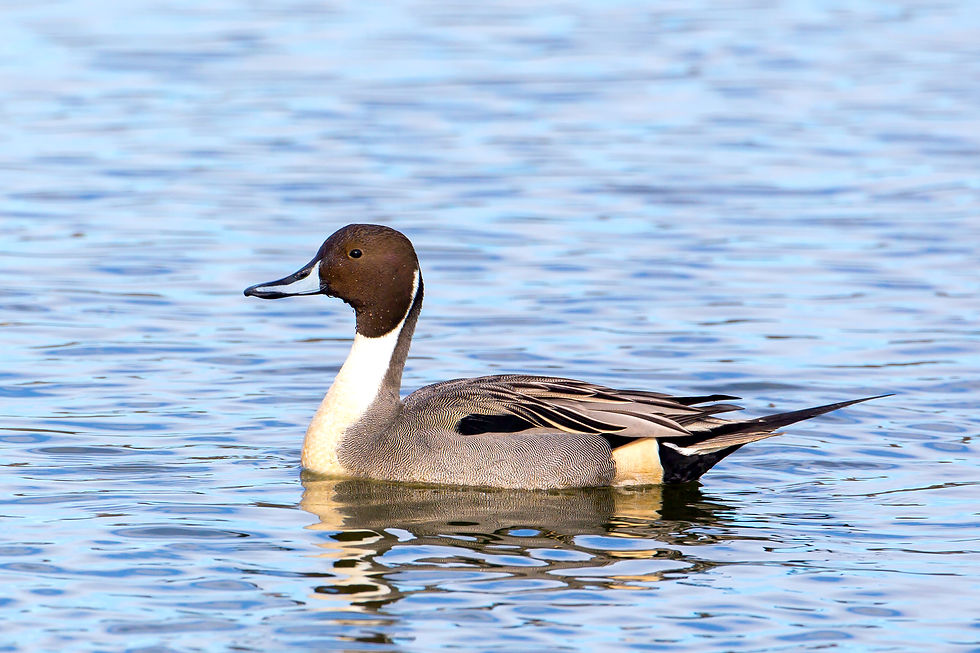 Northern Pintail © Mick Thompson