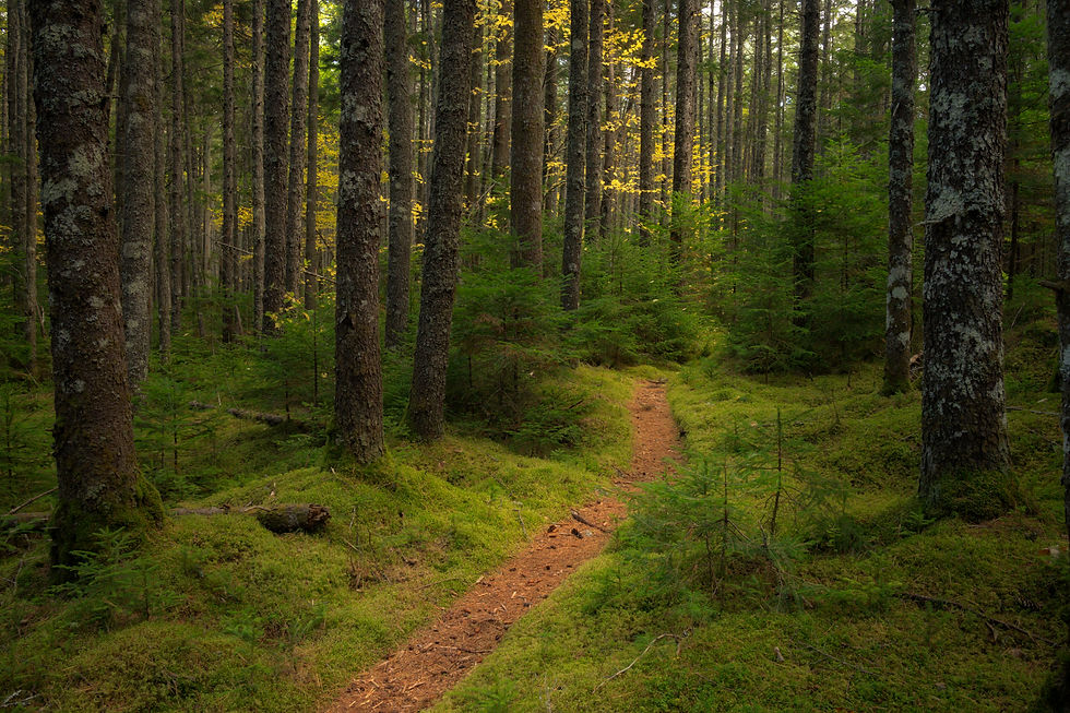 20250930_Foss_and_Knowlton_Trail_Z8N9406-Edit.jpg
