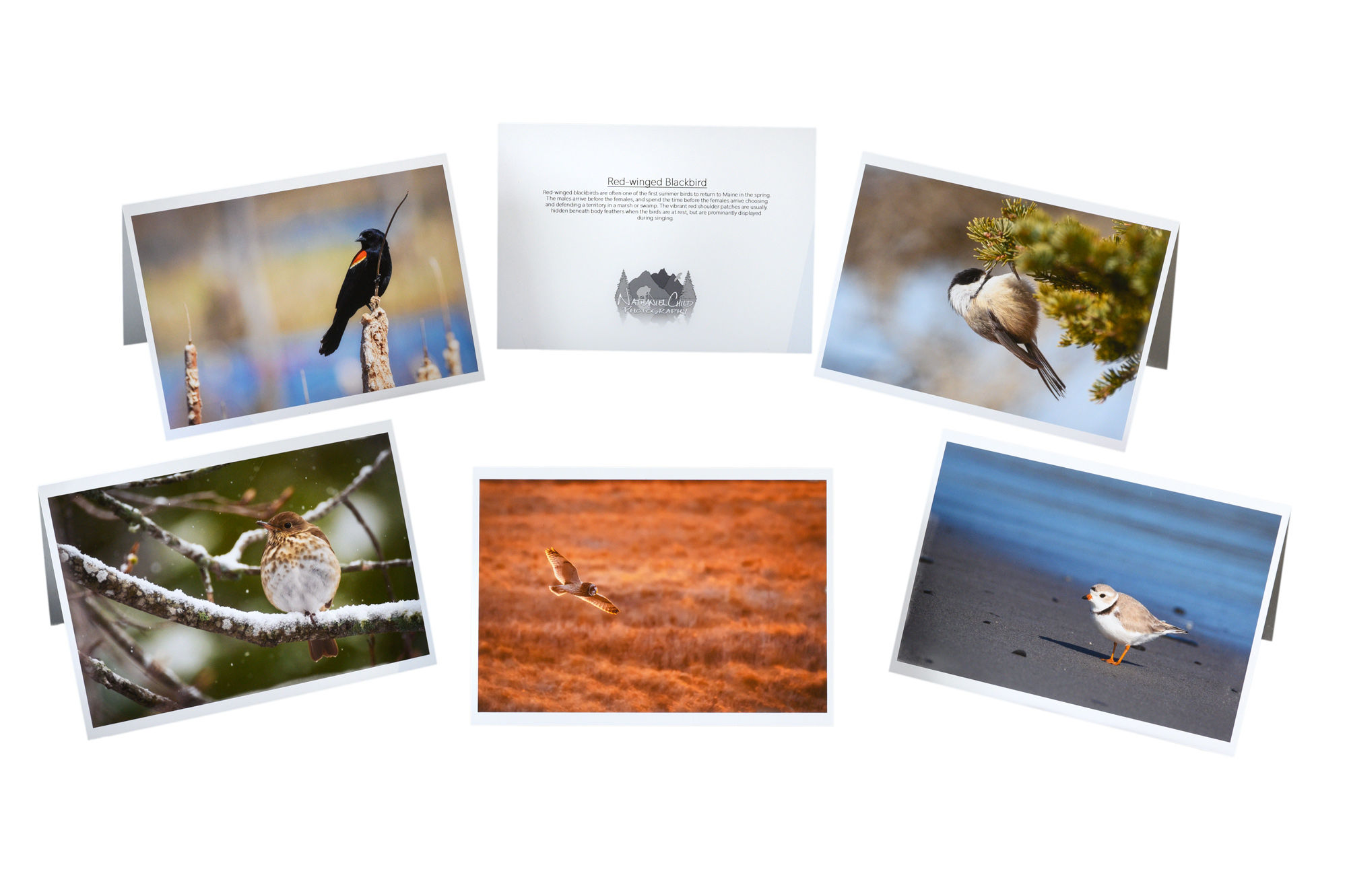 Great Maine Bird Quest Notecard 5-pack #1
