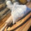 Thumbnail: Plain Flour (1.5kg bag)