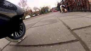 A Dog’s View