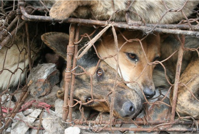 animal killing