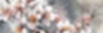 Cherry Blossom in a Grey Heart - 07new.jpg