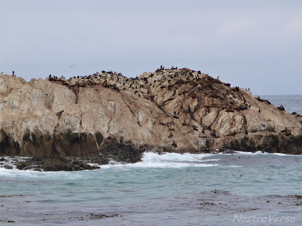 Leões marinhos em Pebble Beach