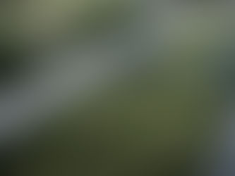 Why Some Gardens Thrive on the Mornington Peninsula While Others Struggle. Planting Choices We Trust.