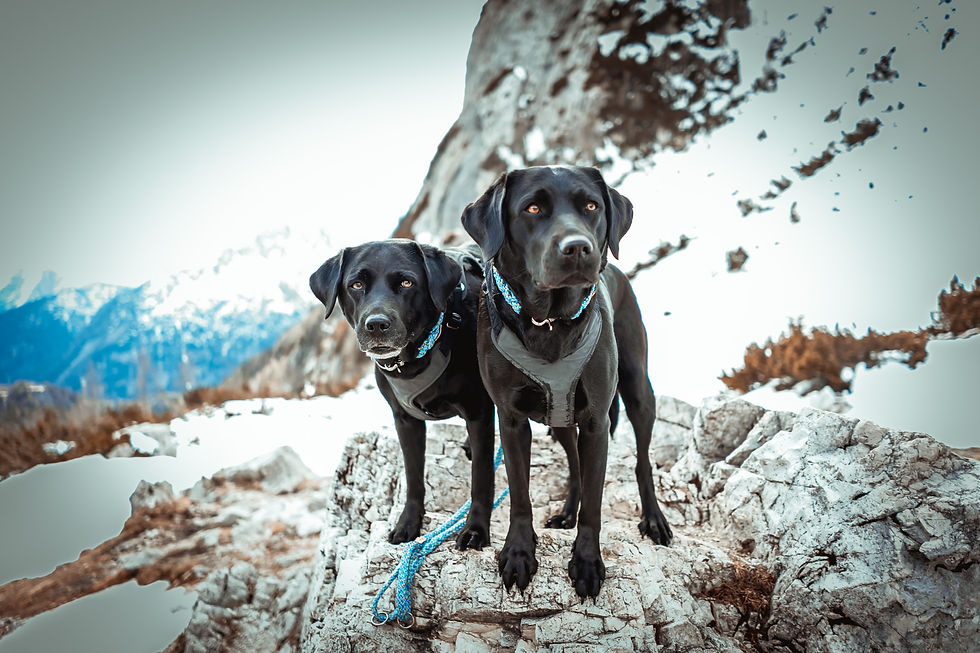 Zwei schwarze Hunde mit blauen Halsbändern stehen auf einem schneebedeckten Felsen vor einer Bergkulisse. Die Hunde wirken aufmerksam.