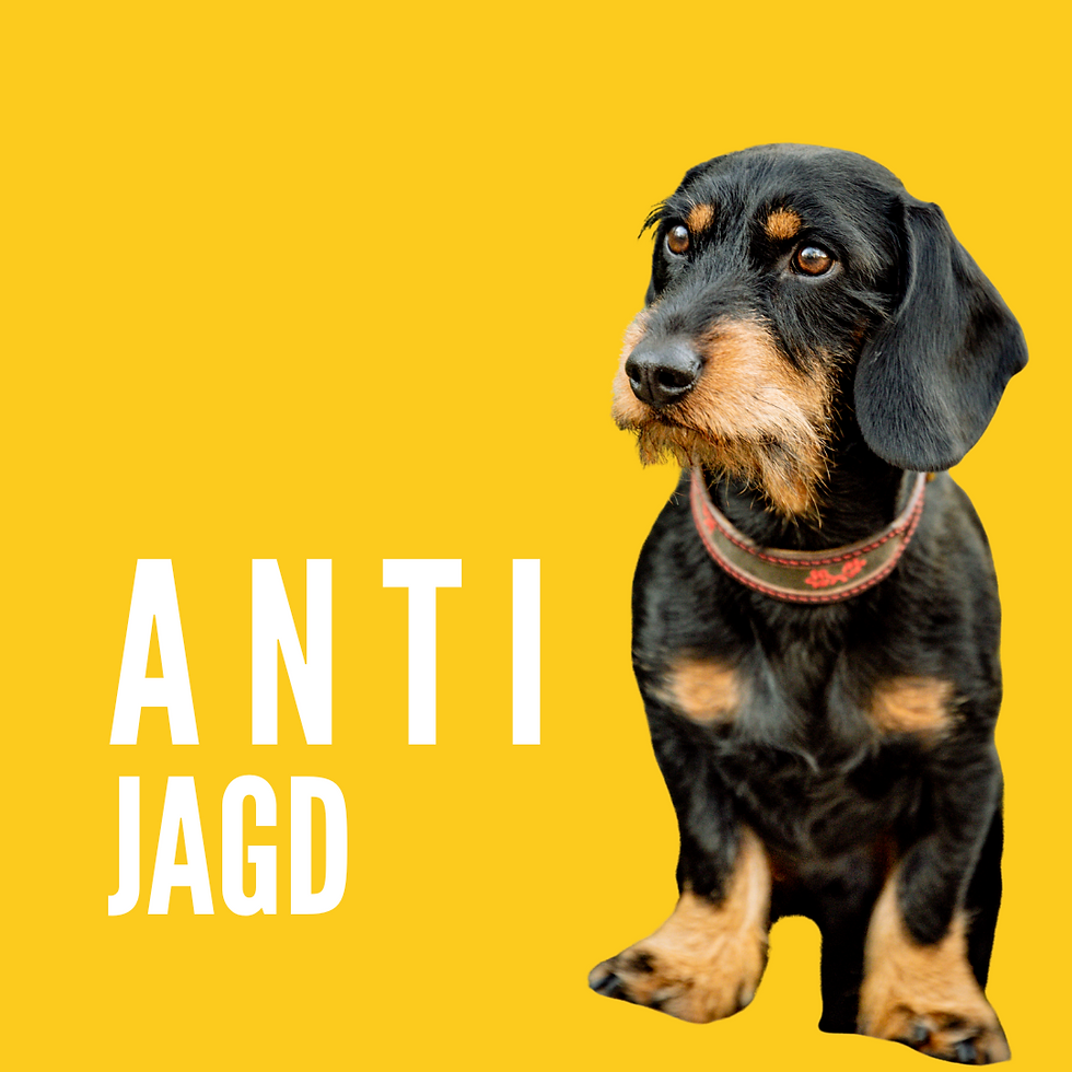 Intensivtraining - Anti Jagd Training