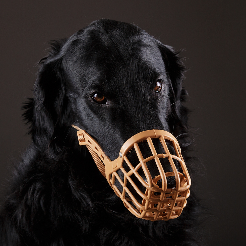 Welche Hunde Müssen Einen Maulkorb Tragen Aber bitte mit Maulkorb!