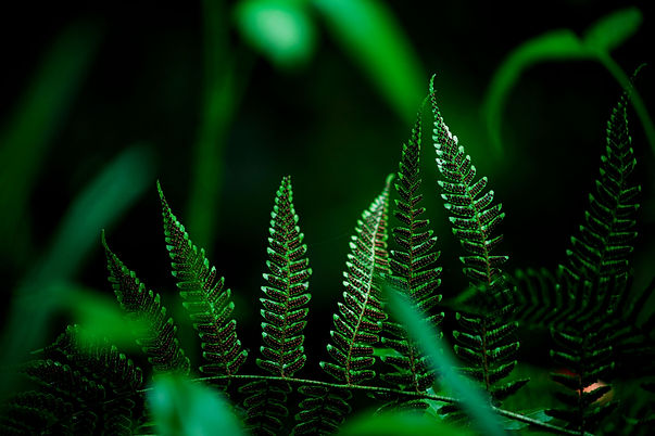 closeup-shot-ferns-spots-fern-are-spores_LOW.jpg
