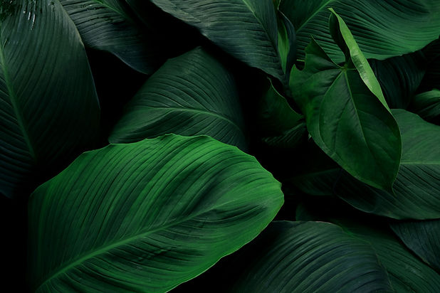 large-foliage-tropical-leaf-with-dark-green-texture-abstract-nature-background.jpg