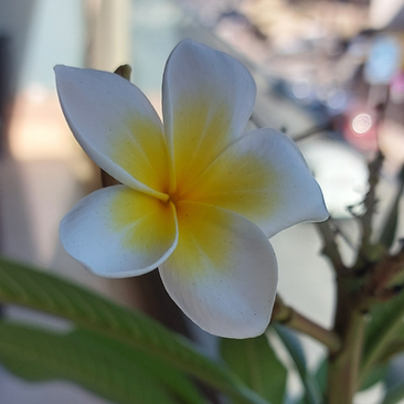 A frangiapani. Yet another sign that all would be well.