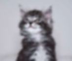 Watson 6 Wochen