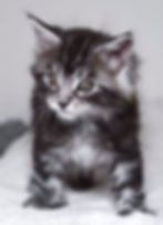 Watson 6 Wochen