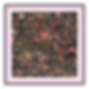 Thumbnail: Chocolate Rose