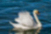 Hombre se hace viral al compartir vídeos con su cisne mascota
