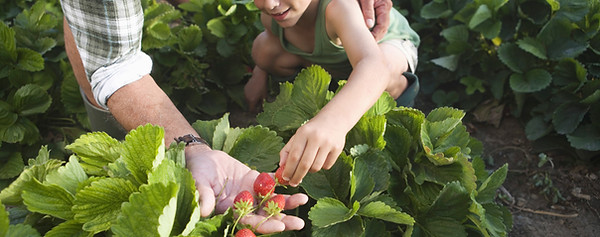 Farm 1