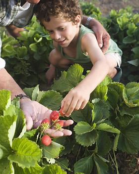 Farm 1