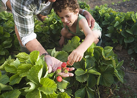 Farm 1