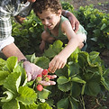 Farm 1