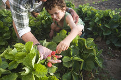 Farm 1