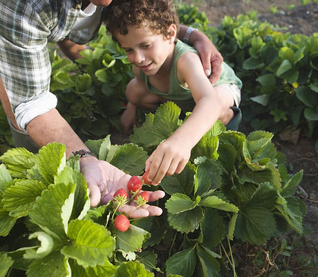 Farm 1