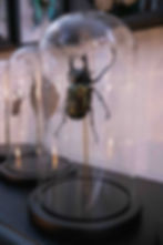 entomologie dijon