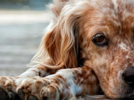 Ποια είναι η αλήθεια για το τραυματισμένο αδέσποτο που βρέθηκε προ ημερών στο Ναύπλιο;