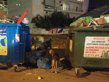 Φιλοζωική Ομάδα Ναυπλίου: Αδέσποτα σκυλιά ετοιμόγεννα στους δρόμους και άφαντος ο Δήμος
