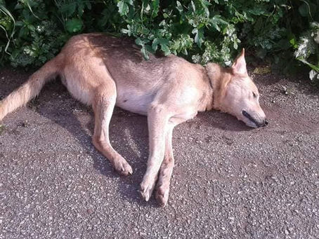 Νεκρά από φόλα τουλάχιστον πέντε σκυλιά σε χωριό του Ναυπλίου