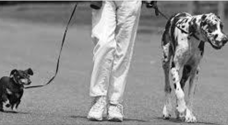 ΚΥΚΛΟΦΟΡΩ ΤΟ ΣΚΥΛΟ ΜΟΥ ΠΑΝΤΑ ΜΕ ΛΟΥΡΙ