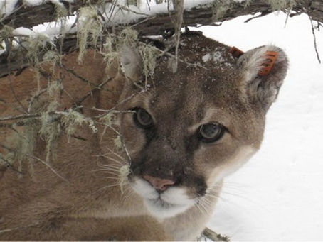Έφυγε το 2018 και μας άφησε μερικά είδη ζώων λιγότερα