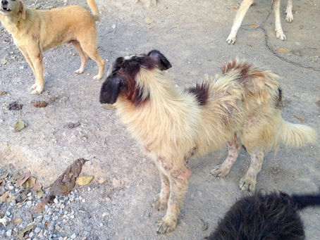 Άθλιες οι συνθήκες στις οποίες ζουν τα σκυλιά στο κυνοκομείο του Δήμου Σπάρτης | Γιατί όμως δεν ειδο