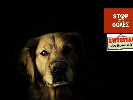 Ανακοίνωση του Φιλοζωικού Συλλόγου Άργους “Λάϊζα” για τις φόλες στο Τημένιο Νέας Κίου