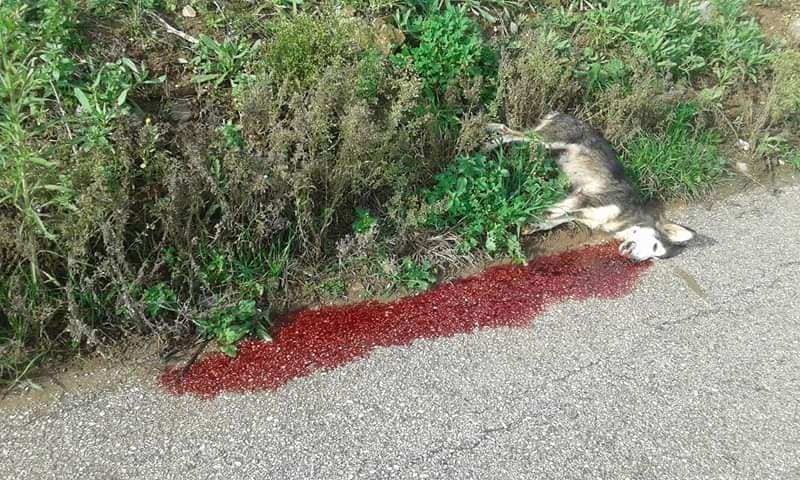 48358785_2170089853041667_2366887383686709248_n