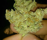 Ak-47 weed for sale