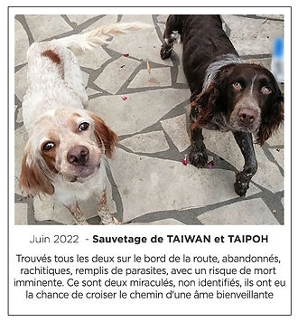 SAUVETAGE TAÏWAN & TAÏPOH.jpg