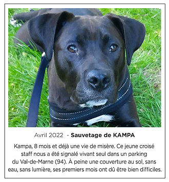 SAUVETAGE KAMPA.jpg