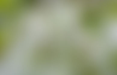 Mi Paz es primero Día 12