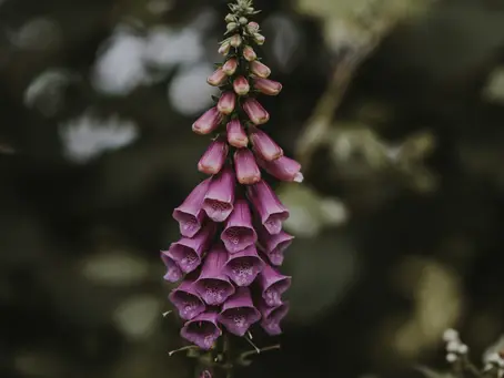Flower Essences