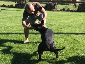 German import IPO2 Female owned by Unique Dobermans stopping an aggressor