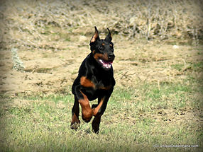 5 month old doberman pinscher female for sale