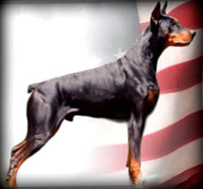 Male European Doberman Unique standing at attention