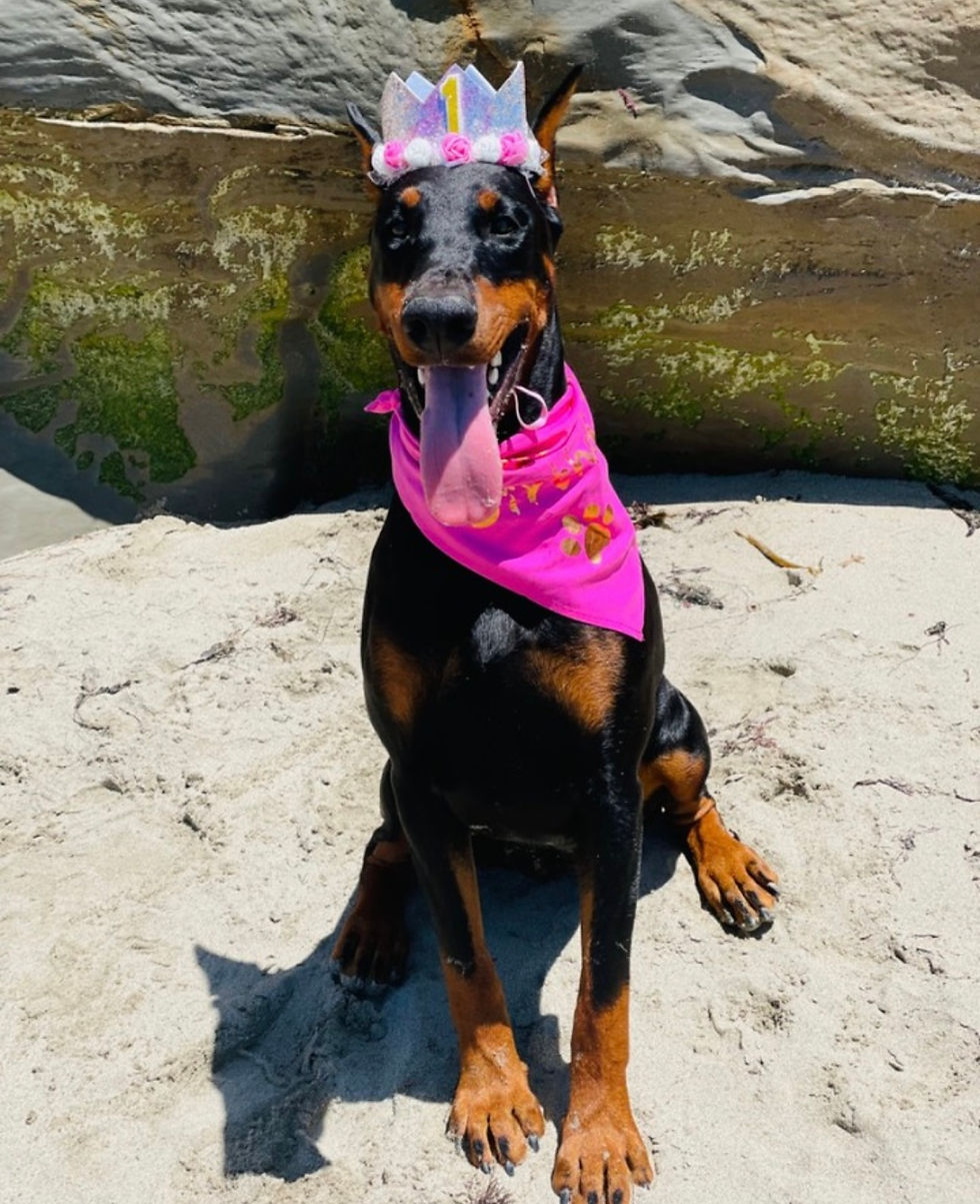 Unique Doberman female celebrating her first birthday in princess tiara and scarf.