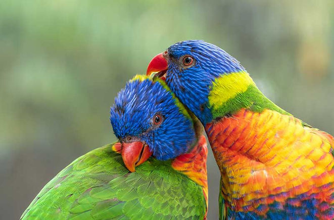 lorikeets.jpg